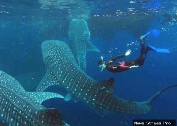 Botubarani: Surga Hiu Paus Gorontalo, Lebih Keren dari Oslob!