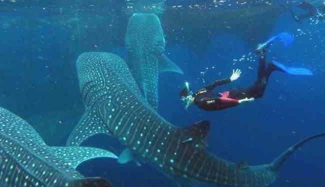 Botubarani: Surga Hiu Paus Gorontalo, Lebih Keren dari Oslob!