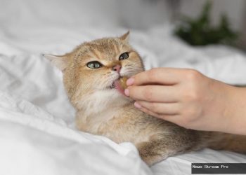 Kucing Makan Pedas? Fakta & Penjelasan Lengkapnya!