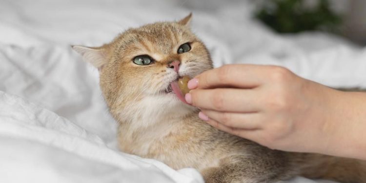 Kucing Makan Pedas? Fakta & Penjelasan Lengkapnya!