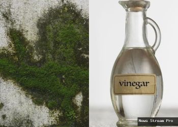 Cuka Ampuh! Cara Mudah Hilangkan Lumut di Dinding Rumah Selamanya