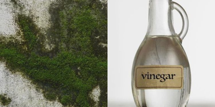 Cuka Ampuh! Cara Mudah Hilangkan Lumut di Dinding Rumah Selamanya