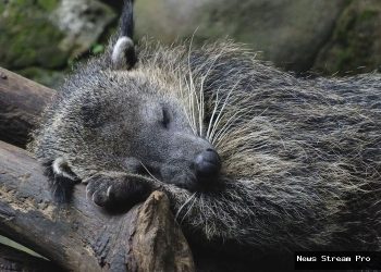 Rahasia Binturong: Kok Bisa Baunya Wangi Popcorn?!