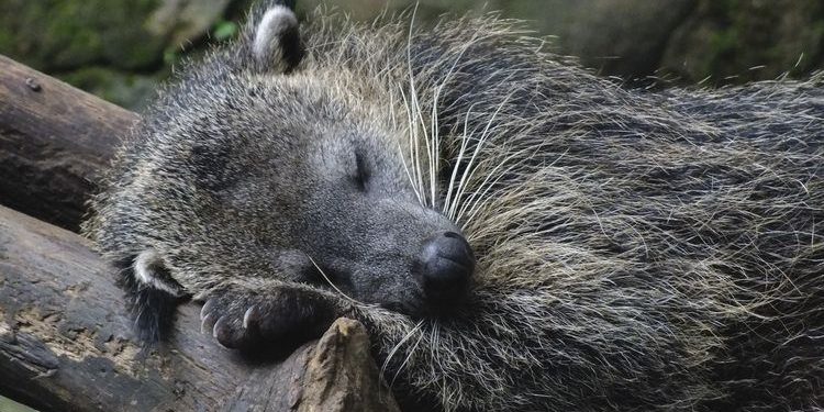 Rahasia Binturong: Kok Bisa Baunya Wangi Popcorn?!