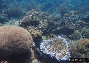 Pulau Panjang Sumbawa: Panduan Lengkap dari Lombok