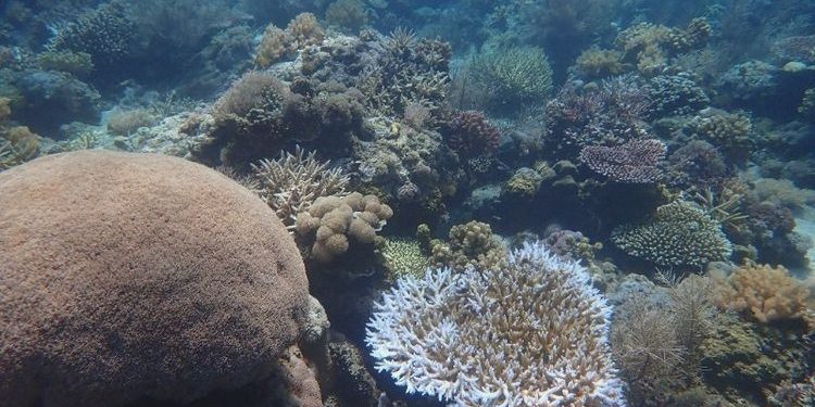 Pulau Panjang Sumbawa: Panduan Lengkap dari Lombok