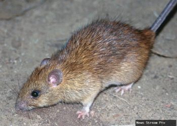 Wamenaker Geram: Teror ke Tempo Ancam Demokrasi!