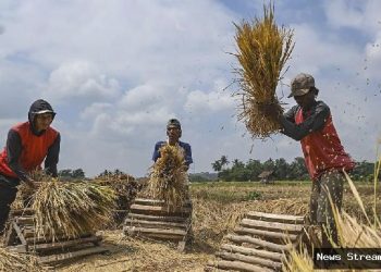 Harga Gabah Turun di Indramayu, Petani Tetap Untung? Ini Kisahnya!