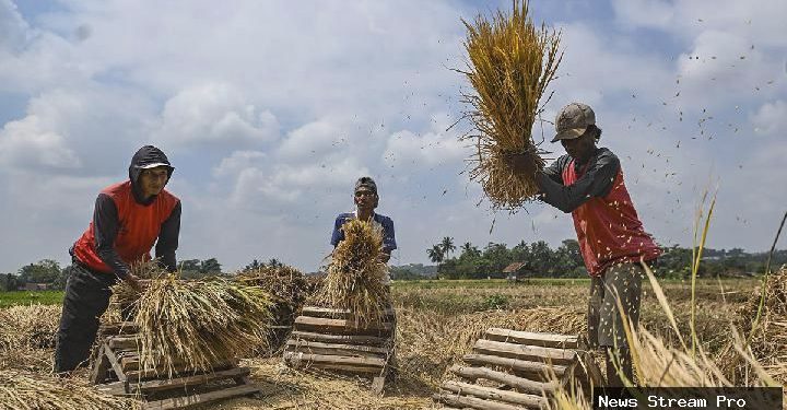 Harga Gabah Turun di Indramayu, Petani Tetap Untung? Ini Kisahnya!