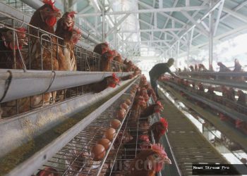 CPIN vs JPFA: Saham Unggas Mana yang Lebih Murah?