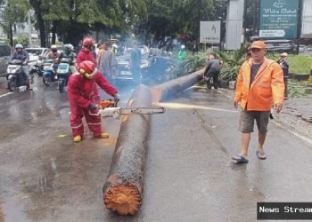 Tragis! Pohon Tumbang di Dharmawangsa Tewaskan 1, Timpa 5 Mobil
