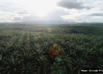 TLDN Bagi Dividen Interim Ratusan Miliar: Ini Jadwal & Cara Mendapatkannya!