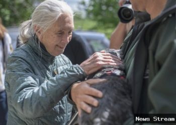 Jane Goodall Meninggal: Kehilangan Besar Dunia Simpanse di Usia 91