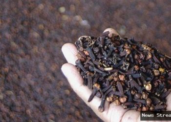 Cengkeh: Rahasia Jantung Sehat Alami yang Jarang Diketahui!