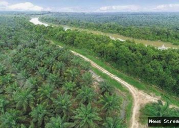 Lahan Sawit di Hutan: Emiten CPO Grup Salim Buka Suara