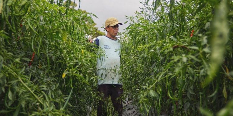 BI Dukung Petani Padang Panjang: Panen Raya Cabai 2026!