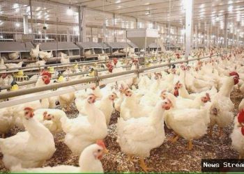 Libur Nataru bisa dongkrak kinerja emiten poultry, cek rekomendasi sahamnya