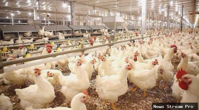 Libur Nataru bisa dongkrak kinerja emiten poultry, cek rekomendasi sahamnya