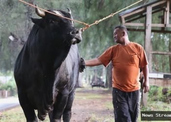 Kurban sapi Prabowo pakai APBN, Istana: Bantuan pemerintah