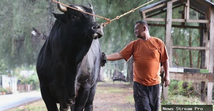 Kurban sapi Prabowo pakai APBN, Istana: Bantuan pemerintah